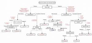 Gram Positive Rod Bacteria Flow Chart Best Picture Of Chart Anyimage Org