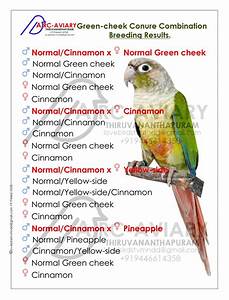 Green Cheek Conure Combination Results Conure Bird Conure