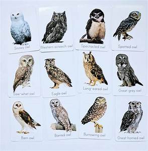 Classroom Animal Decor Owl Flash Cards Types Of Owl Study Cards Nu
