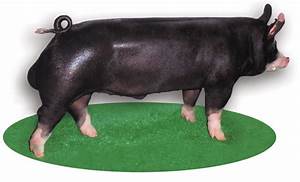 Top Eight Major Swine Breeds Pork Checkoff