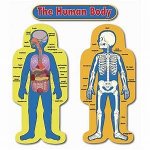 Human Body Chart J06633 He190417 Biology Humans As Organisms