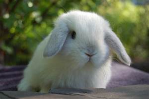 Holland Lop Color Guide Hickory Ridge Hollands