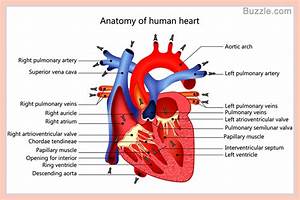 A Well Labelled Diagram Of Inside The Human Heart