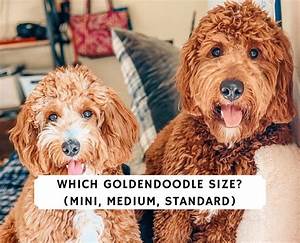There Are Three Goldendoodle Sizes Mini Medium And Standard Which
