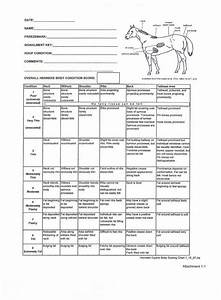 Henneke Scale Horse This Is The Henneke Body Score Chart We Use To
