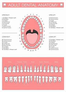 When Should Children Get Their Teeth