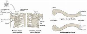 The Pectoral Girdle Anatomy And Physiology I