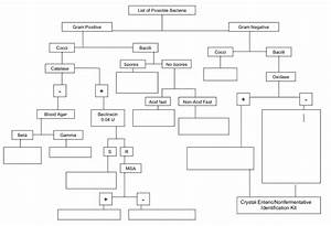 Solved Microbiology Complete The Flow Chart For The Mixed Chegg Com