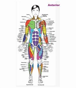 Printable Muscle Anatomy Chart Pdf Cataleya Tait