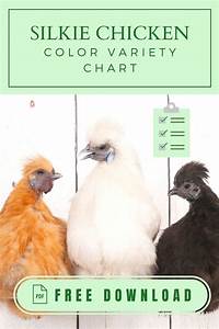 Silkie Chicken Color Variety Chart Silkie Chickens Colors Silkies