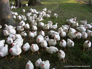 Broiler Free Range Chicken Feed Chart Organic Feed Consumption