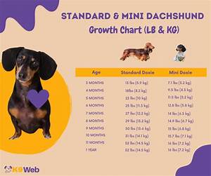 Dachshund Growth And Weight Chart Standard Mini The Complete