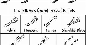 Rodent Bone Chart This Was Perfect In Helping Us Identify Bones From