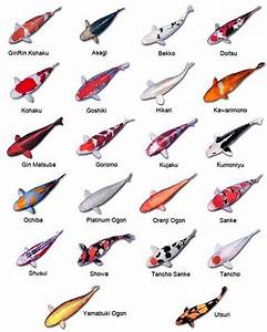All Types Of Koi Fish Koi Chart Ideas Pinterest Koi