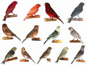 Kanaries Burung Kenari Finch