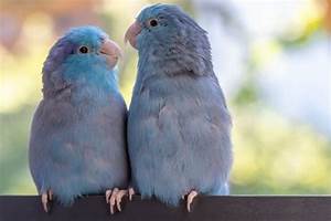 12 Parrotlet Color Mutations With Pictures Pet Keen