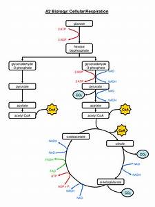 Complete Respiration Flow Chart Teaching Resources