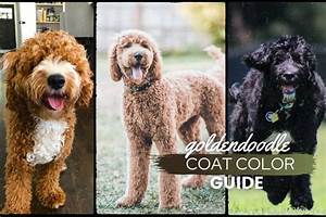 All Goldendoodle Colors Coat Types Guide With Pictures Canine Bible