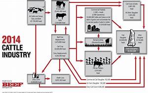 Cattle Industry Flow Chart 2014
