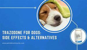 Trazodone For Dogs Side Effects Trazodone Alternatives Pet Cbd