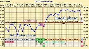 Printable Basal Temperature Chart