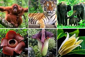 Habitat Spesies Tumbuhan dan Hewan