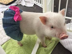 Pigs wearing clothes