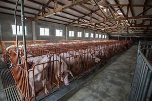 Pig in Factory Farm