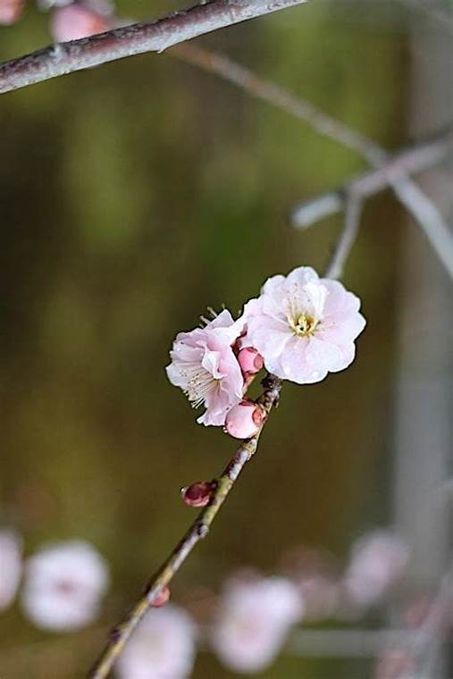 Bunga Ume di Jepang