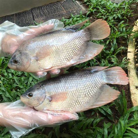 ikan gurame terdekat indonesia