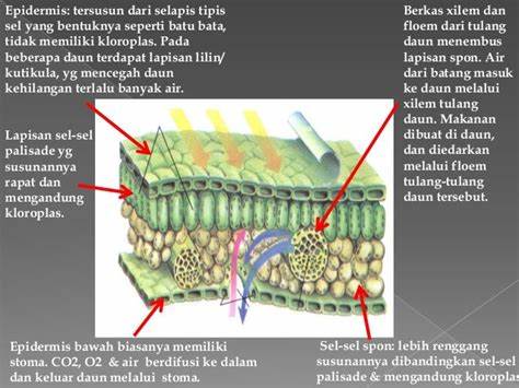 Gambar Penampang Daun dan Fungsinya