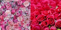 Mixed Pink Rose Wallpaper