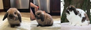 Holland Lop Bunny Black Tort Fully Grown