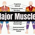 11 Major Muscles Hu… 