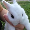 All White Baby Bunnies