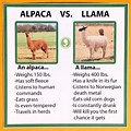 Difference Guanaco
