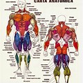 Anatomia De Humano