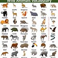 Animals Amazing Names