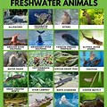 Freshwater Animals