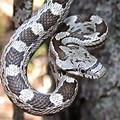 Baby Black Rat Snake Identification