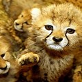 Baby Wild Animal Screensavers