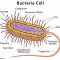 Cell Diagram