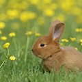 Beautiful Rabbit Photography