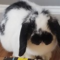 Black and White Holland Lop Rabbit