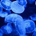 Blue Jelly Wallpaper