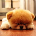 Boo the Cutest Dog in the World Sleeping