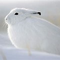 Bunny Rabbit in Snow