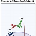 CD59