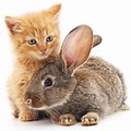 Cartoon About a Cat and a Bunny