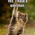Cat Asking